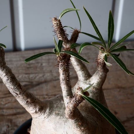 グラキリス φ8.5cm - 象牙宮-［No.56］× 森田昌求 作【 CLAW - BORDER - 】4号 植木鉢 笠間焼