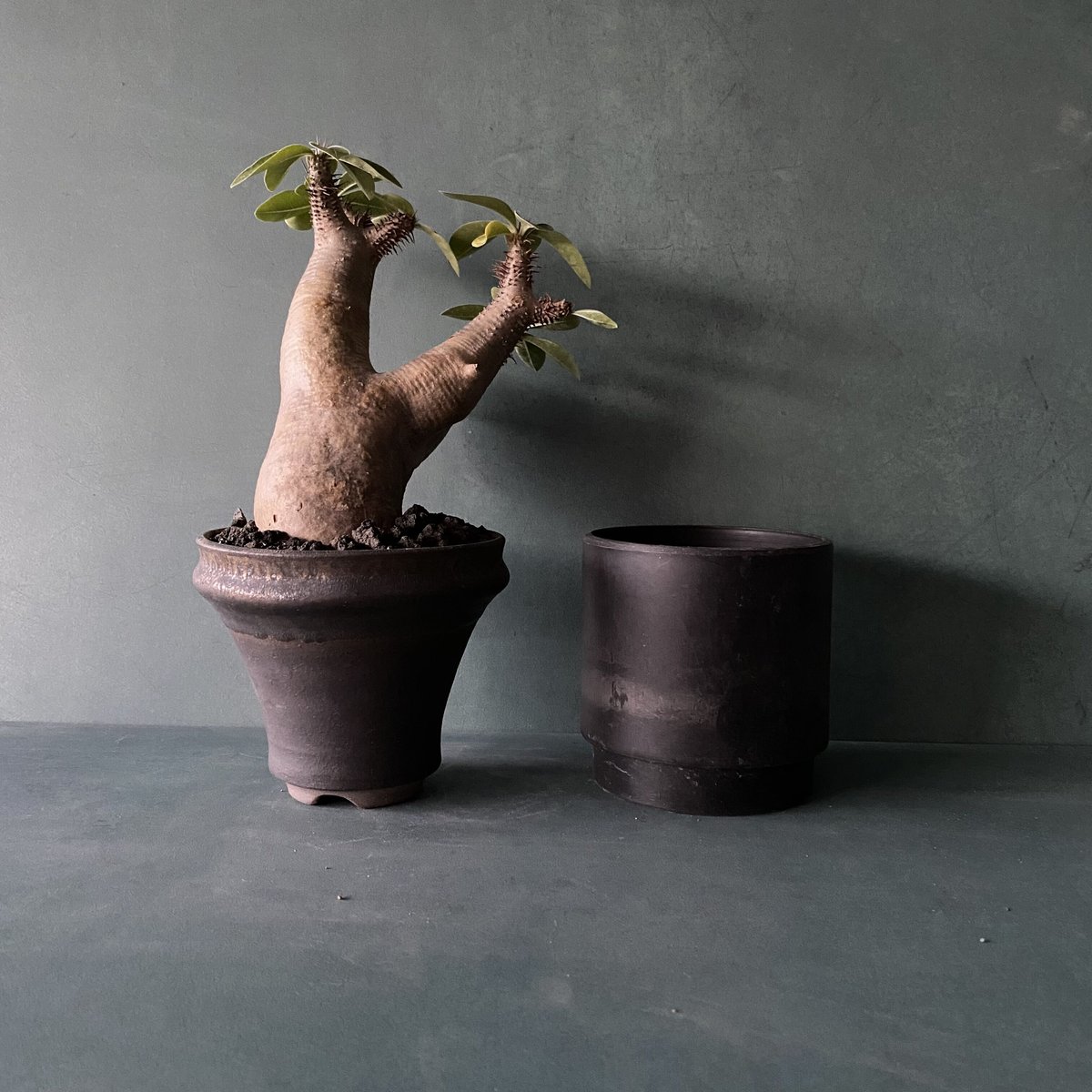 発根済 マカイエンセ SN-14 × S.N.Pot 