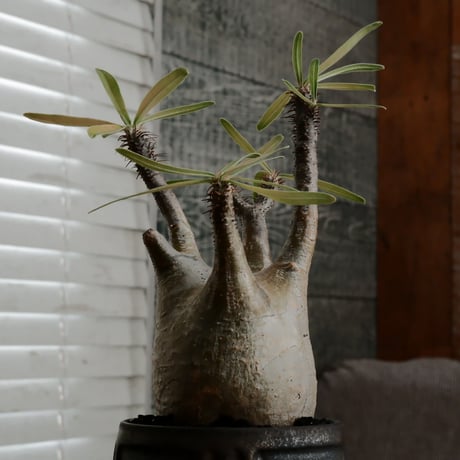 グラキリス φ7.5cm - 象牙宮 - ［No.60］  ×  根本峻吾 作 S.N POT type.round「 鐡 - kurogane - 」 3号 植木鉢 笠間焼