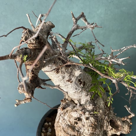 発根済 オペルクリカリア パキプス P15