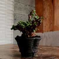 ケラリア ピグマエア 発根済［No.24］  ×   沼野秀章 作「 black wrap 」4号 植木鉢 笠間焼