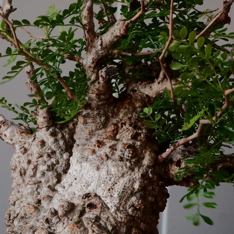 オペルクリカリア パキプス φ 12cm［No.26］  × 杉山悠 作 φ12cm 植木鉢 笠間焼