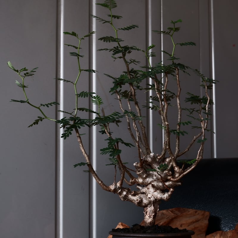 センナメリディオナリス　灌木 センナ メリディオナリス 【市場価値も高騰中！！盆栽のような