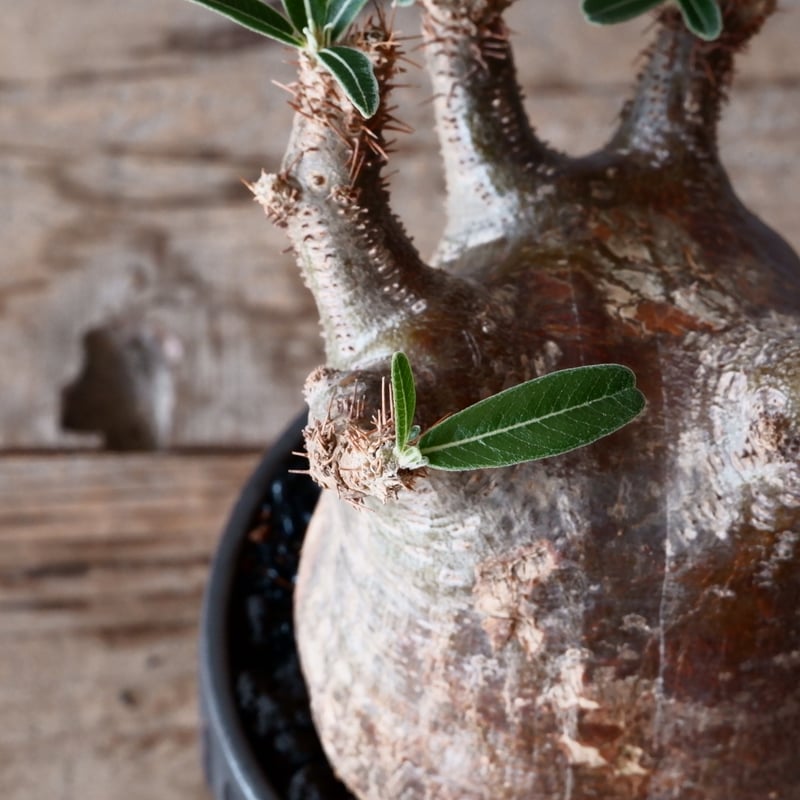 グラキリス φ9.5cm - 象牙宮-［No.32］× 根本峻吾 作 S.N POT type