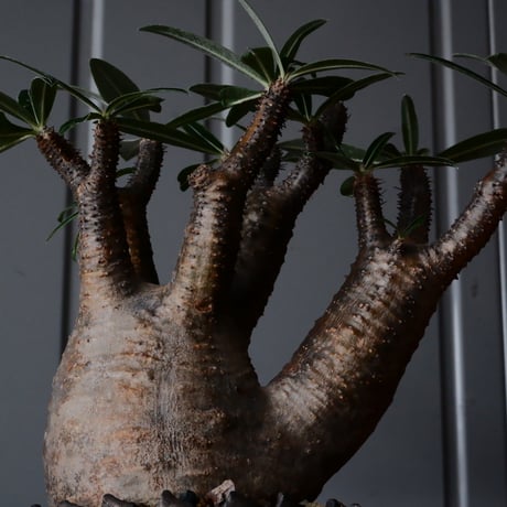 二頭 グラキリス φ12cm  - 象牙宮- ［No.37］  ×   根本峻吾 作 S.N POT type.cylinder「 鐡 - 黒焔 - 」4号 植木鉢 笠間焼