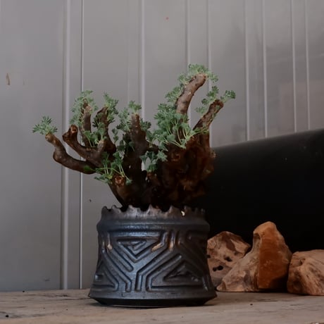 【大株 / w23cm】サルコカウロン ムルチフィズム［No.04］  ×   根本峻吾 作 S.N POT type.cylinder「 鐡 - 黒焔 - 」 4号 植木鉢