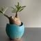赤肌 Gracilius  ×  Shell pot S「Turquoise blue」 - 笠間焼 - C96