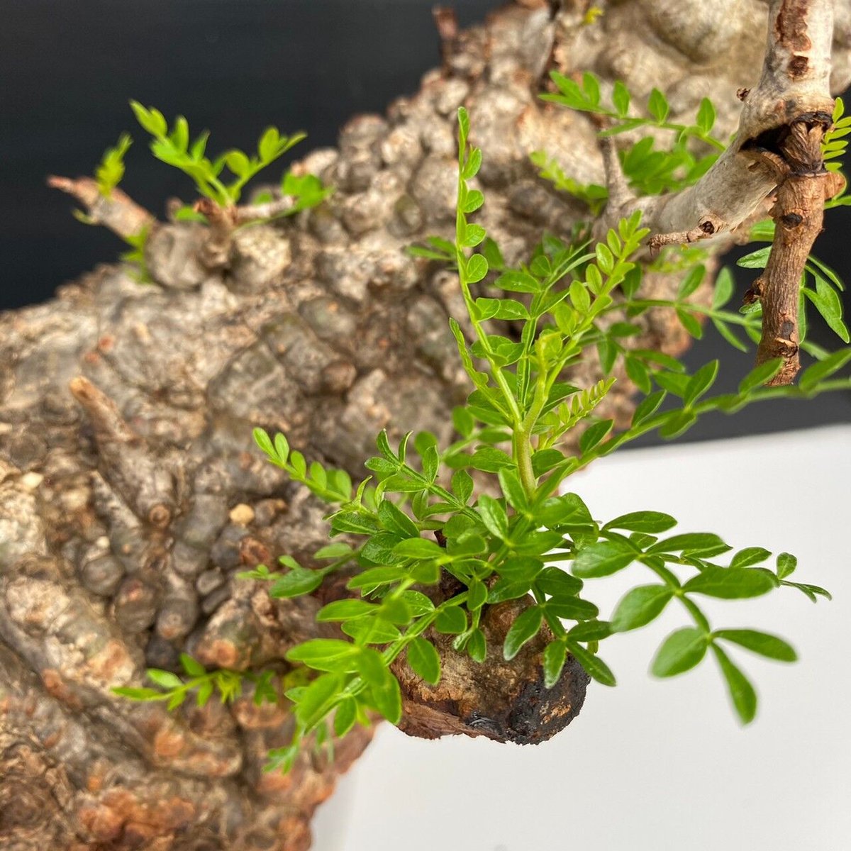 多頭 マルチヘッド オペルクリカリア パキプス MP03 発根済 現地株