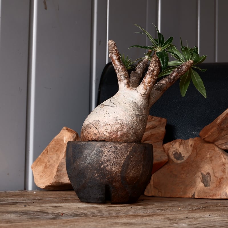 グラキリス　現地球　まん丸　作家鉢　沼野秀章 グラキリス φ8cm - 象牙宮 - ［No.30］ × 沼野秀章 作「 black w