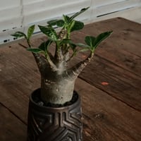《グリコ》アデニウム アラビカム "ドワーフ " φ6.5cm［No.7］  ×  根本峻吾 作 S.N POT type.normal「 鐡 - kurogane - 」 3号  笠間焼