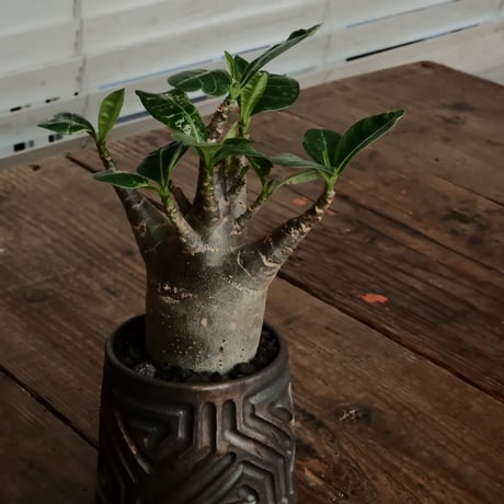 《グリコ》アデニウム アラビカム "ドワーフ " φ6.5cm［No.7］  ×  根本峻吾 作 S.N POT type.normal「 鐡 - kurogane - 」 3号  笠間焼