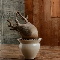 グラキリス M - 象牙宮 -［No.206］  ×   坂本新 作「 LUSTER OVERGLAZE - white pearl -  」3.5号 植木鉢 笠間焼