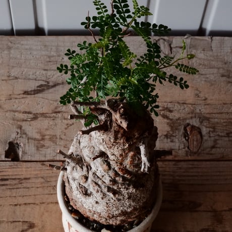 白 オペルクリカリア パキプス φ 11cm［No.21］  ×   沼野秀章 作「 刻ム音 」3.5号 植木鉢 笠間焼
