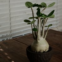 《丸型》アデニウム アラビカム " ドワーフ " φ10cm［No.13］  ×   沼野秀章 作「 black wrap 」4号 植木鉢 笠間焼