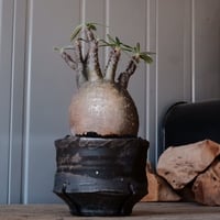 グラキリス φ9.5cm - 象牙宮 - ［No.13］  ×   沼野秀章 作「 black wrap 」3号 植木鉢 笠間焼