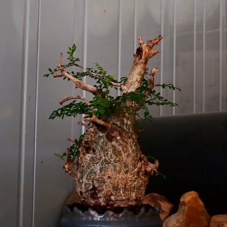 オペルクリカリア パキプス φ 10cm［No.04］  ×   根本峻吾 作 S.N POT  type.cylinder「 鐡 - 黒焔 - 」 4号 植木鉢