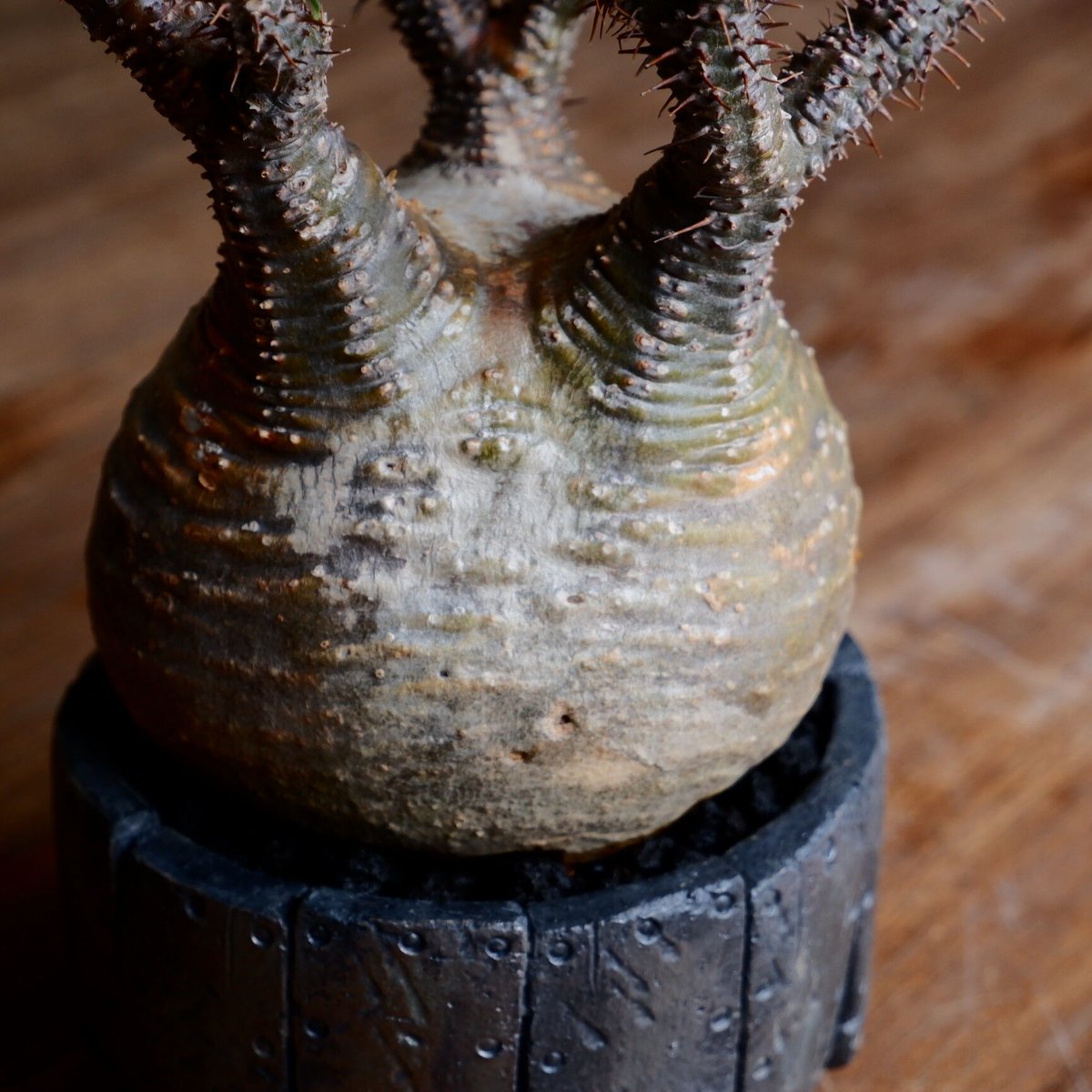 パキポディウム　グラキリス　良枝　丸型 このまま枝伸びなくてまん丸のままなら最高なのに🧐 #パキポディウム