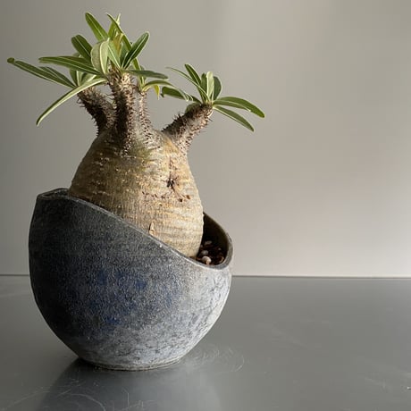まん丸 Gracilius  ×  Shell pot S「Ibushi Gin」 - 笠間焼 - C93