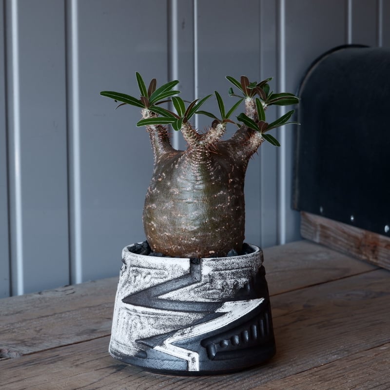 グラキリス φ8cm - 象牙宮- ［No.04］× 根本峻吾 作 S.N POT type.