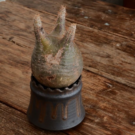 グラキリス - 象牙宮- ［No.168］  ×   根本峻吾 作 S.N POT type.cylinder「 黒焔 - kokuen - 」3号 植木鉢 笠間焼