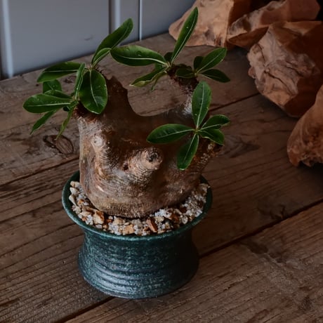 マカイエンセ φ11cm - 魔界玉 - ［No.20］  ×   森田昌求 作 「 CLAW /  BORDER  」 4号 植木鉢 笠間焼
