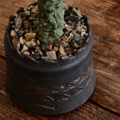 アデニア クリスタルグリーン［No.56］  ×   根本峻吾 作 S.N POT type.cylinder「 刻印  - kokuin -」3号 植木鉢 笠間焼