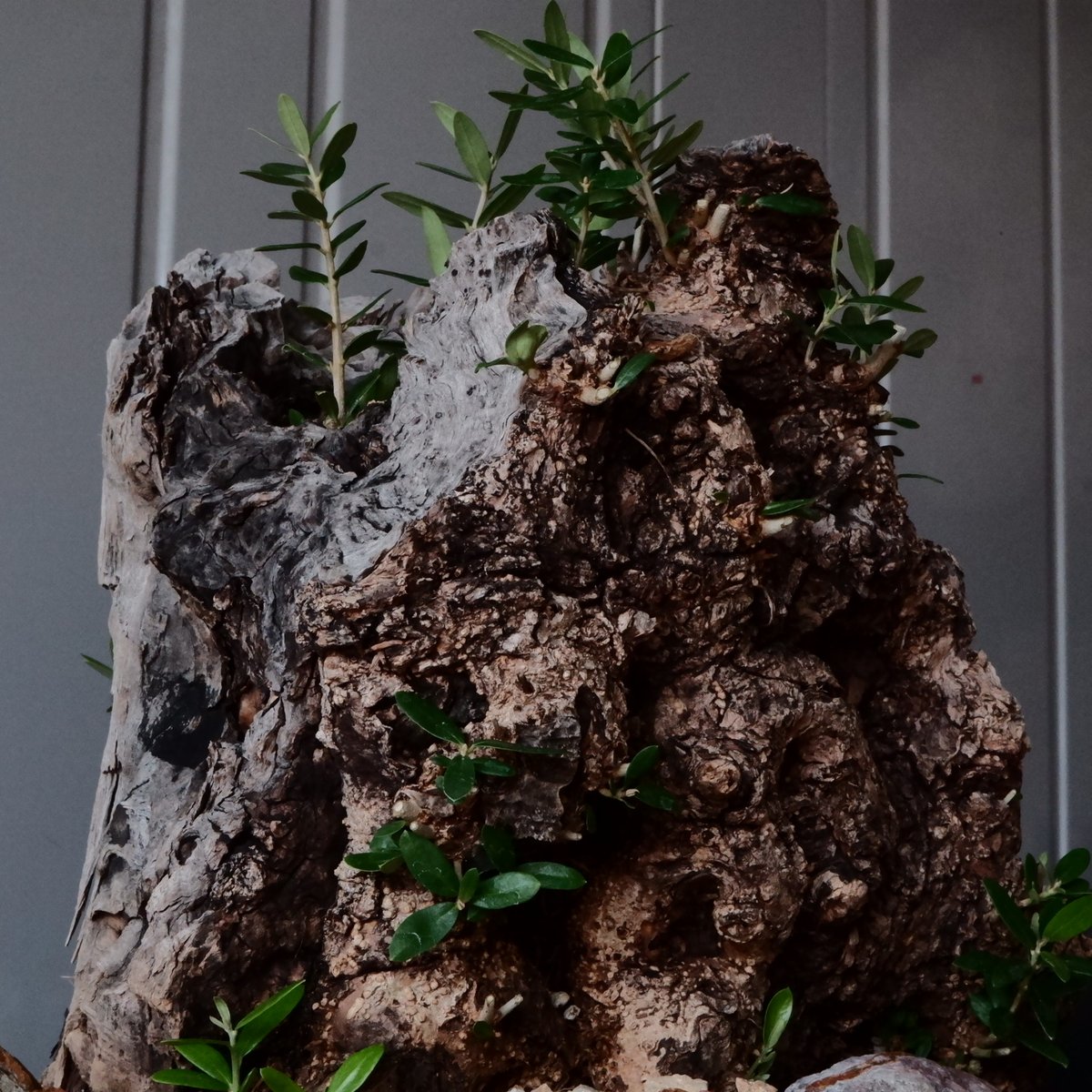★☺︎⭐︎☺︎★...& BUHI　オリーブの木　古木　螺旋　10号 Old Olive 古木オリーブ［No.03］× 10号浅鉢(φ30cm) | Botanic