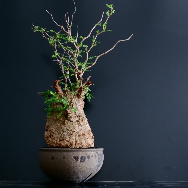 発根済 低重心 大型 パキプス 04 × 