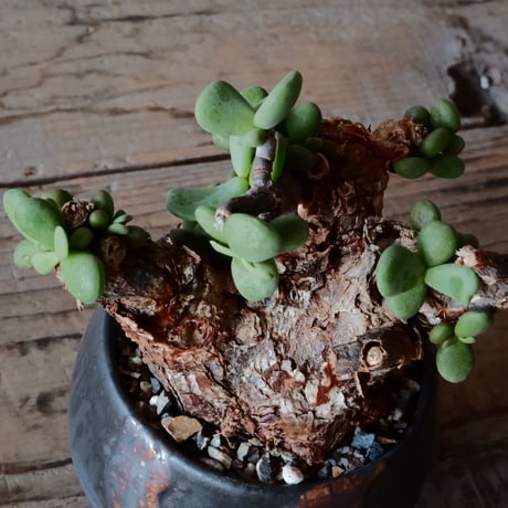 ケラリア ピグマエア［No.44］  × 磯部祐介 作品【 円 - 闇堕ち - 】2.5号 植木鉢 笠間焼