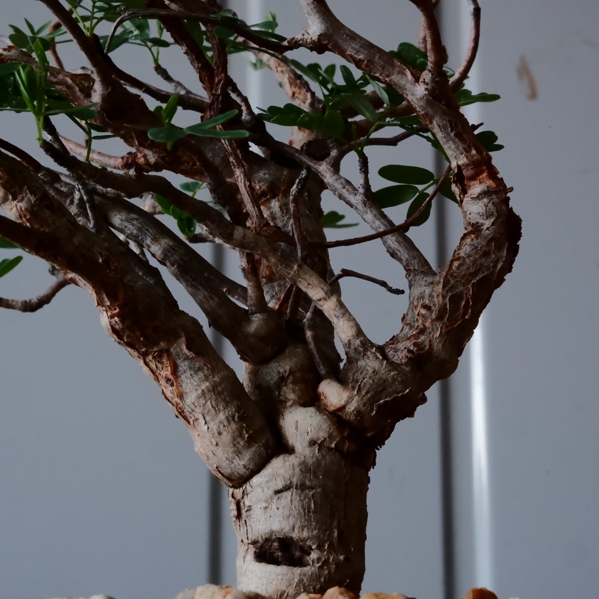 センナ メリディオナリス 現地株 発根済［No.29］ × 森田昌求 作