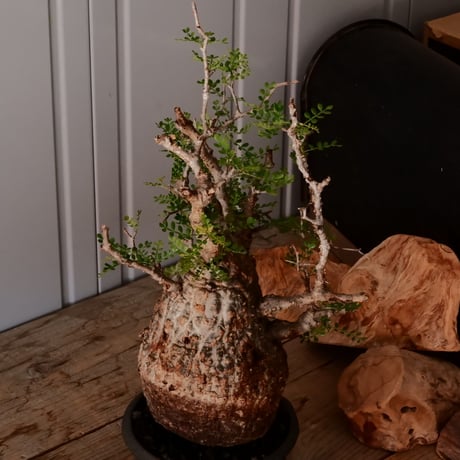 オペルクリカリア パキプス φ13cm［No.25］  × 磯部祐介 作品【 瓦 - kawara - "金剛"  】 5号 植木鉢 笠間焼