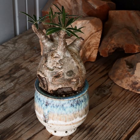 グラキリス φ8cm - 象牙宮 -［No.56］  × 磯部祐介 作「 彩 - sai - 」3号 植木鉢 笠間焼