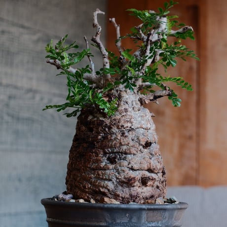 オペルクリカリア パキプス φ10cm［No.34］  ×  磯部祐介 作「 瓦 - kawara - 金剛 」 5号 植木鉢 笠間焼