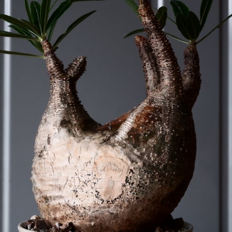 グラキリス φ10cm - 象牙宮-［No.46］× 坂本新 作 作品【 LUSTER GREY 】3号 植木鉢 笠間焼