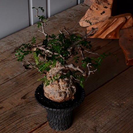 オペルクリカリア パキプス φ9cm［No.27］  × 沖誠 作品【 Bark / upper spread 】3号 植木鉢 笠間焼