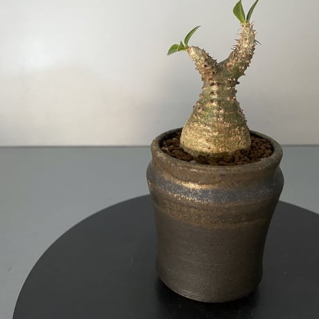 発根済 超チビ マカイエンセ 魔界玉 現地株 BG-140 × S.N.Pot - horizon - 2号鉢 ［作家  "根本峻吾"］