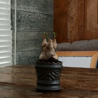 ユーフォルビア ラバティ S［No.54］  ×   根本峻吾 作 S.N POT type.slim「 鐡 - 黒焔 - 」3号 植木鉢 笠間焼