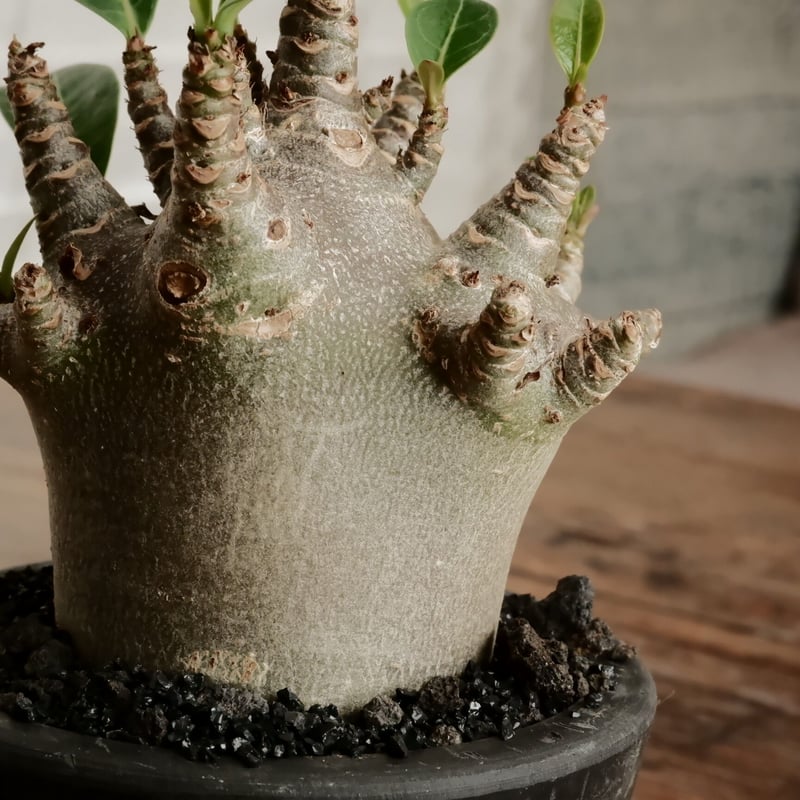 小人》アデニウム アラビカム 