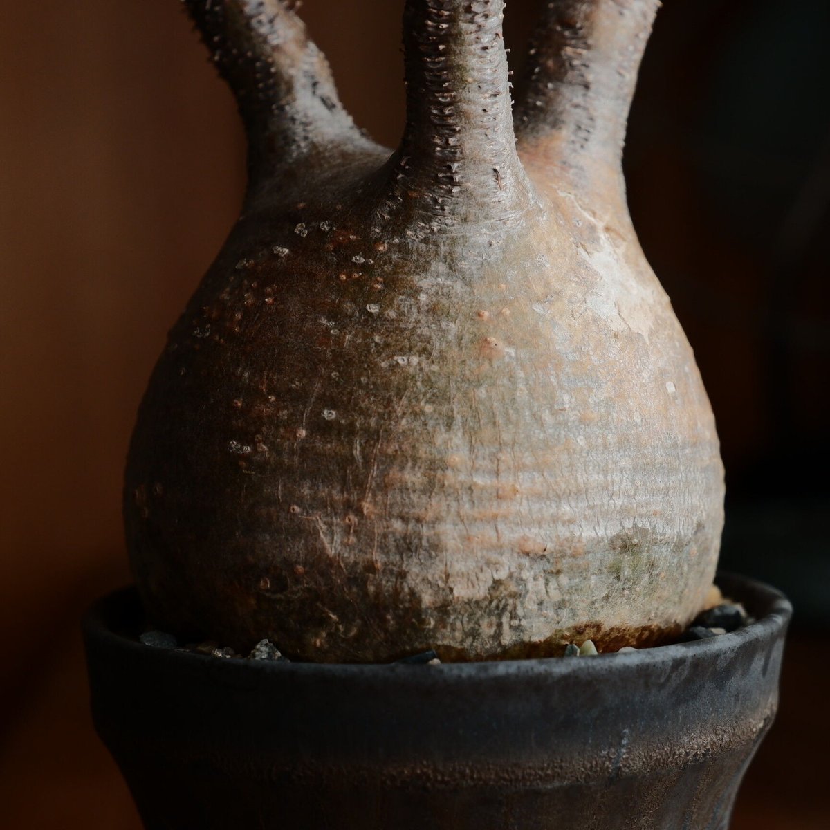 かおるグラキリス　陶器鉢付き 陶植 グラキリス S | 多肉植物・特別な鉢の販売 | トーキー | TOKY