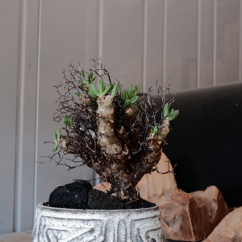 万物想 チレコドン レティキュラーツス［No.03］ × 根本峻吾 作 S.N