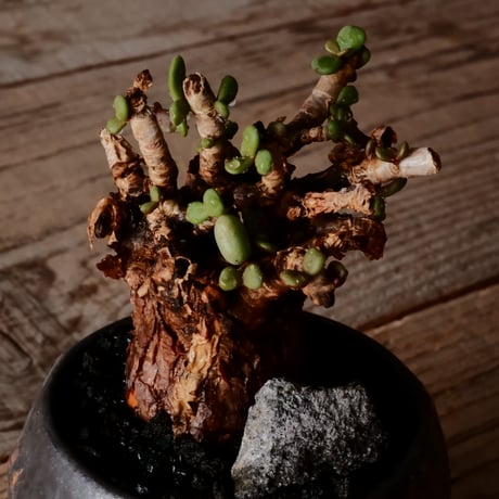 ケラリア ピグマエア［No.73］  × 磯部祐介 作品【 円 - 闇堕ち - 】2.5号 植木鉢 笠間焼