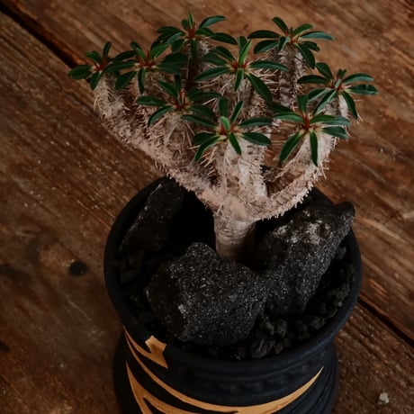 ユーフォルビア ギラウミニアナ［No.59］  ×   根本峻吾 作 S.N POT type.slim「 雷電 」limited color - Ocher - 4号 植木鉢 笠間焼