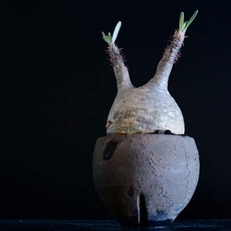 発根済 グラキリス 11  ×  " Black Wrap "［ 作家 : 沼野秀章 ］笠間焼 植木鉢