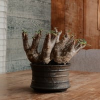マカイエンセ L - 魔界玉 -［No.194］  ×  磯部祐介 作「 瓦 - kawara -  金剛 」5号 植木鉢 笠間焼