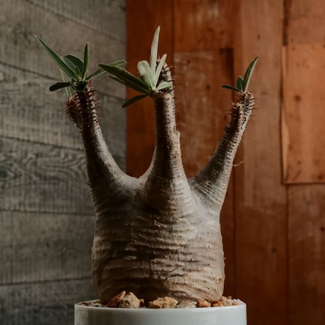 グラキリス M - 象牙宮 -［No.185］  ×  小林 哲也 作 「雫」4号 植木鉢
