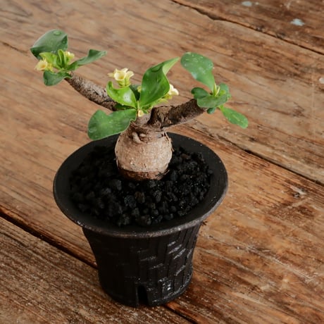 ユーフォルビア イトレメンシス ［No.65］  ×   沼野秀章 作「 brack wrap 」3.5号 植木鉢 笠間焼