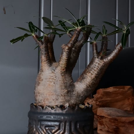 二頭 グラキリス φ12cm  - 象牙宮- ［No.37］  ×   根本峻吾 作 S.N POT type.cylinder「 鐡 - 黒焔 - 」4号 植木鉢 笠間焼