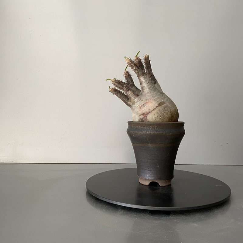 グラキリス　発根済 発根済 グラキリス 現地株 BG-154 × S.N.Pot - horizon - 3号鉢