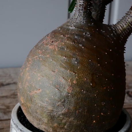 グラキリス φ10cm  - 象牙宮- ［No.35］  ×   根本峻吾 作 S.N POT type.cylinder「 月光ノ鐵」3.5号 植木鉢 笠間焼