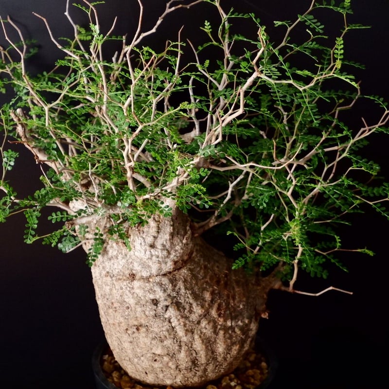 オペルクリカリア パキプス　大 オペルクリカリア パキプス-OP26 | Supervoid Caudex